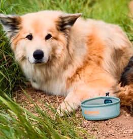 Load image into Gallery viewer, HydraPak Rover Dog Bowl
